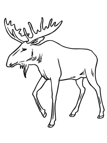 Bull Moose Coloring Page